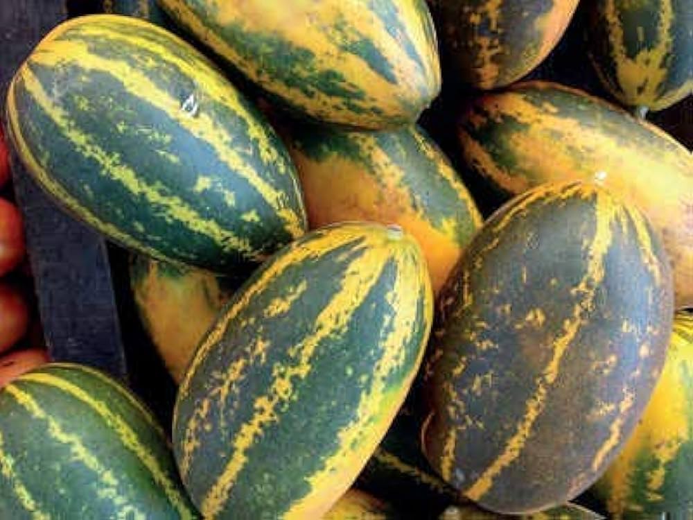 Chinese yellow cucumber fruits heirloom cucumber seeds