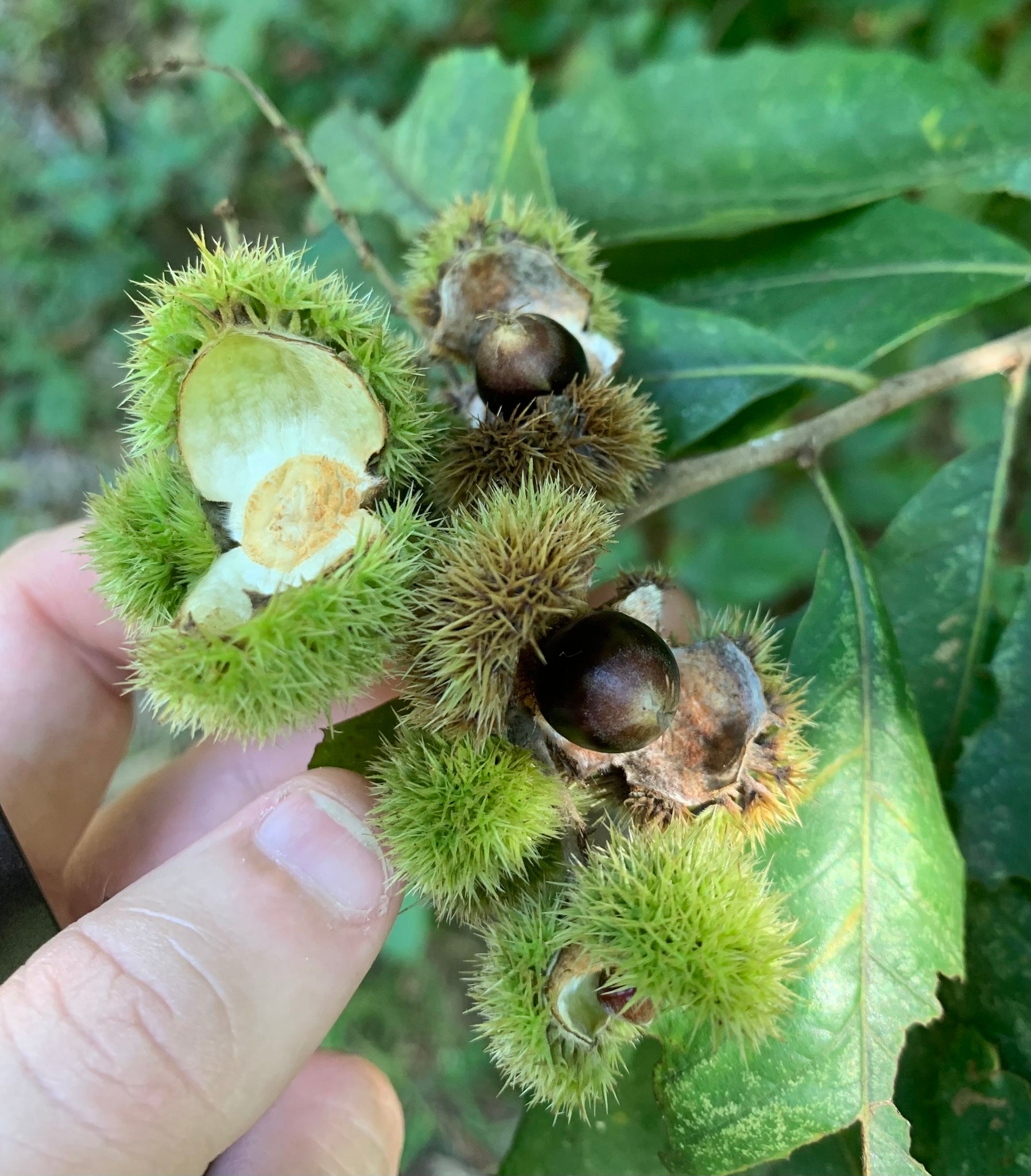 Chinquapin chestnut seeds showing green serrated leaves and burs