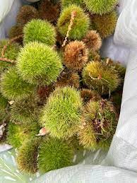 Chinquapin chestnut tree seeds growing into small shrub with nuts