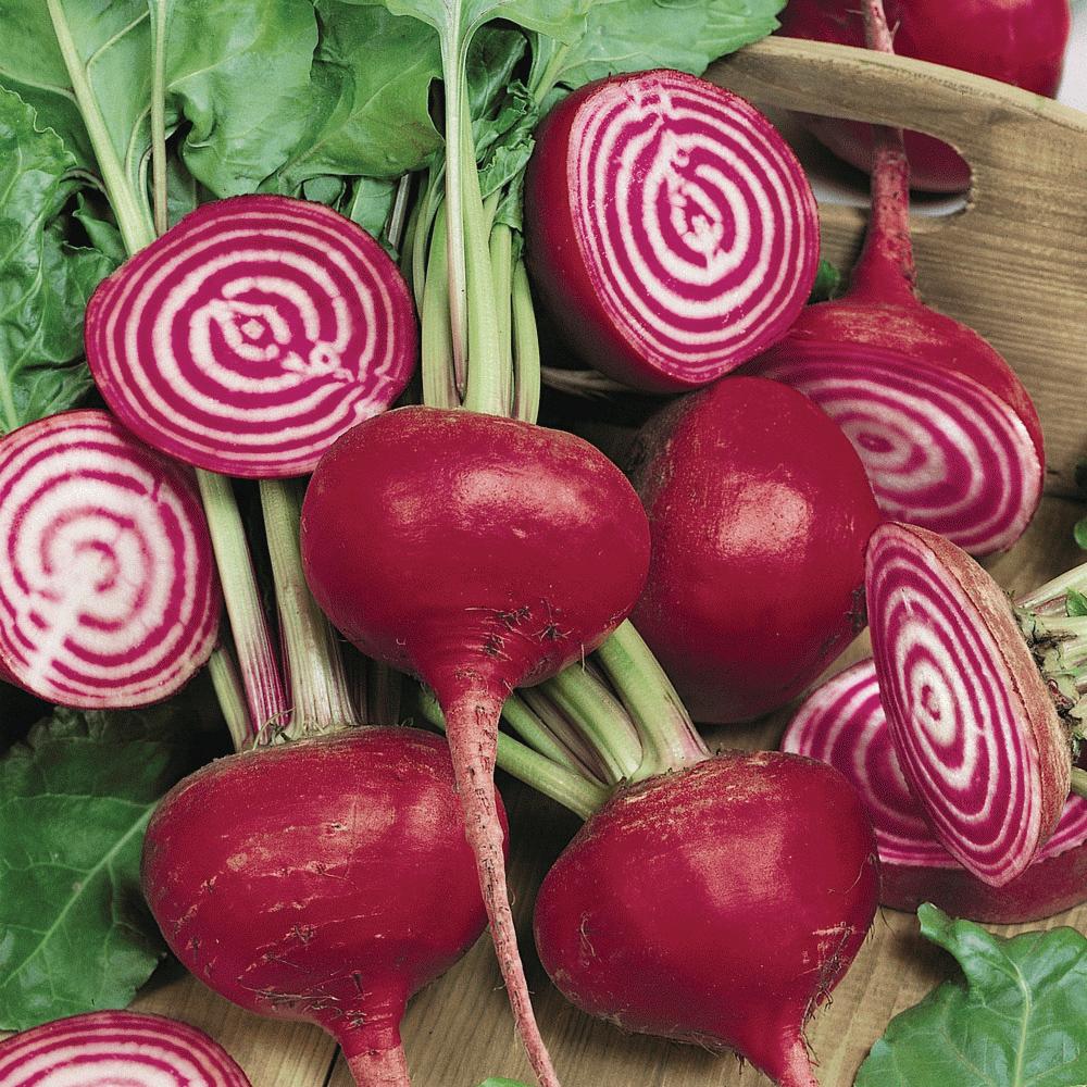 Harvest-ready Chioggia Beets from seeds