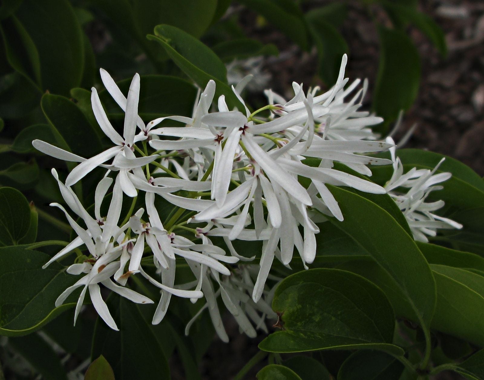 White Chionanthus Retusus Tree Seeds Planting