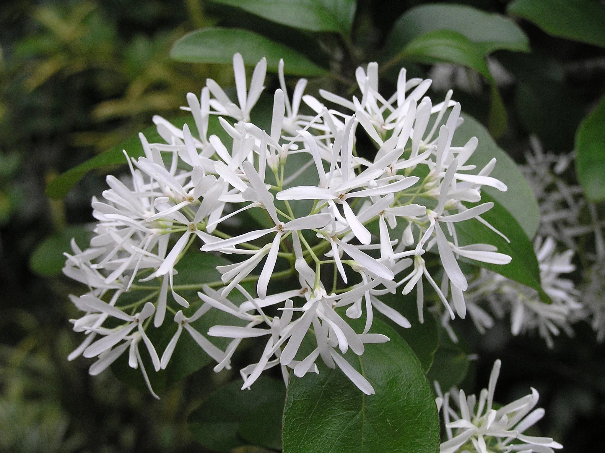 Chionanthus Retusus Tree Seeds Planting and Growing Guide