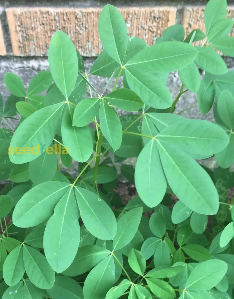 Chipilin plant growing guide seeds