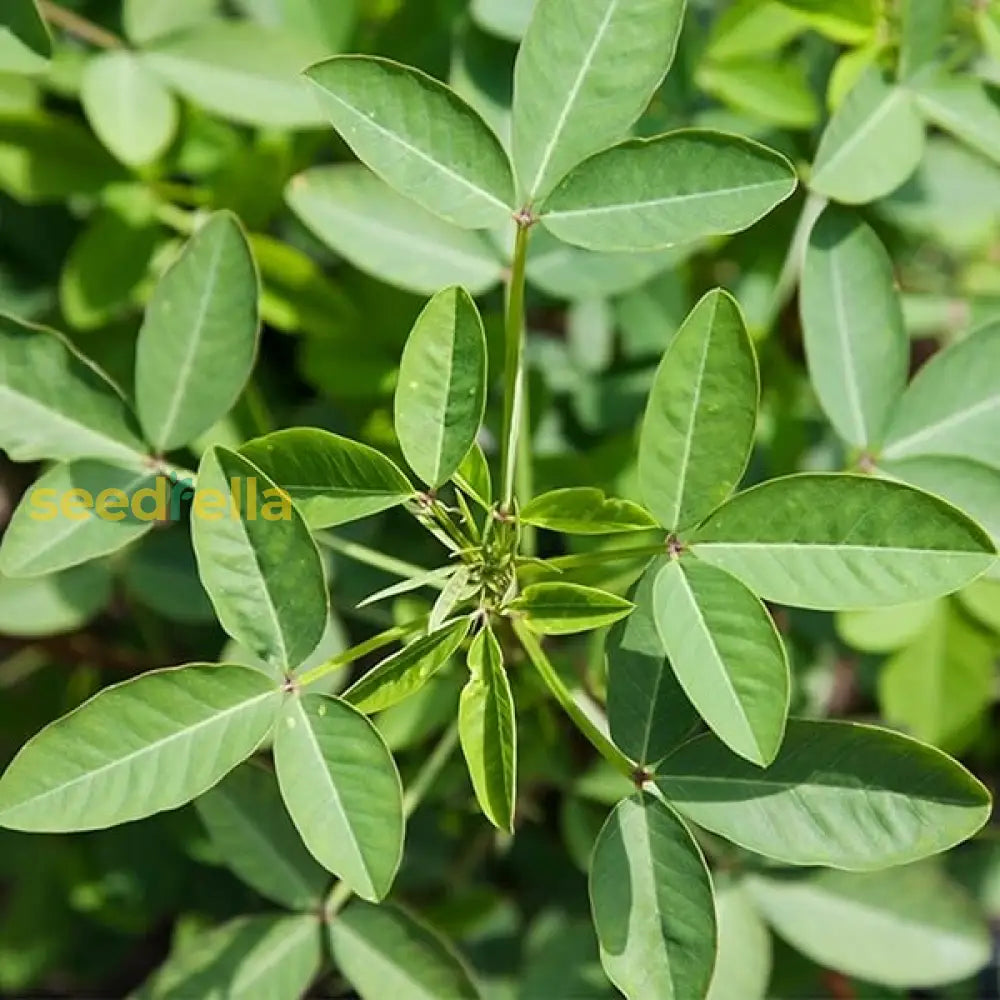 Chipilin seeds Guatemalan vegetable variety