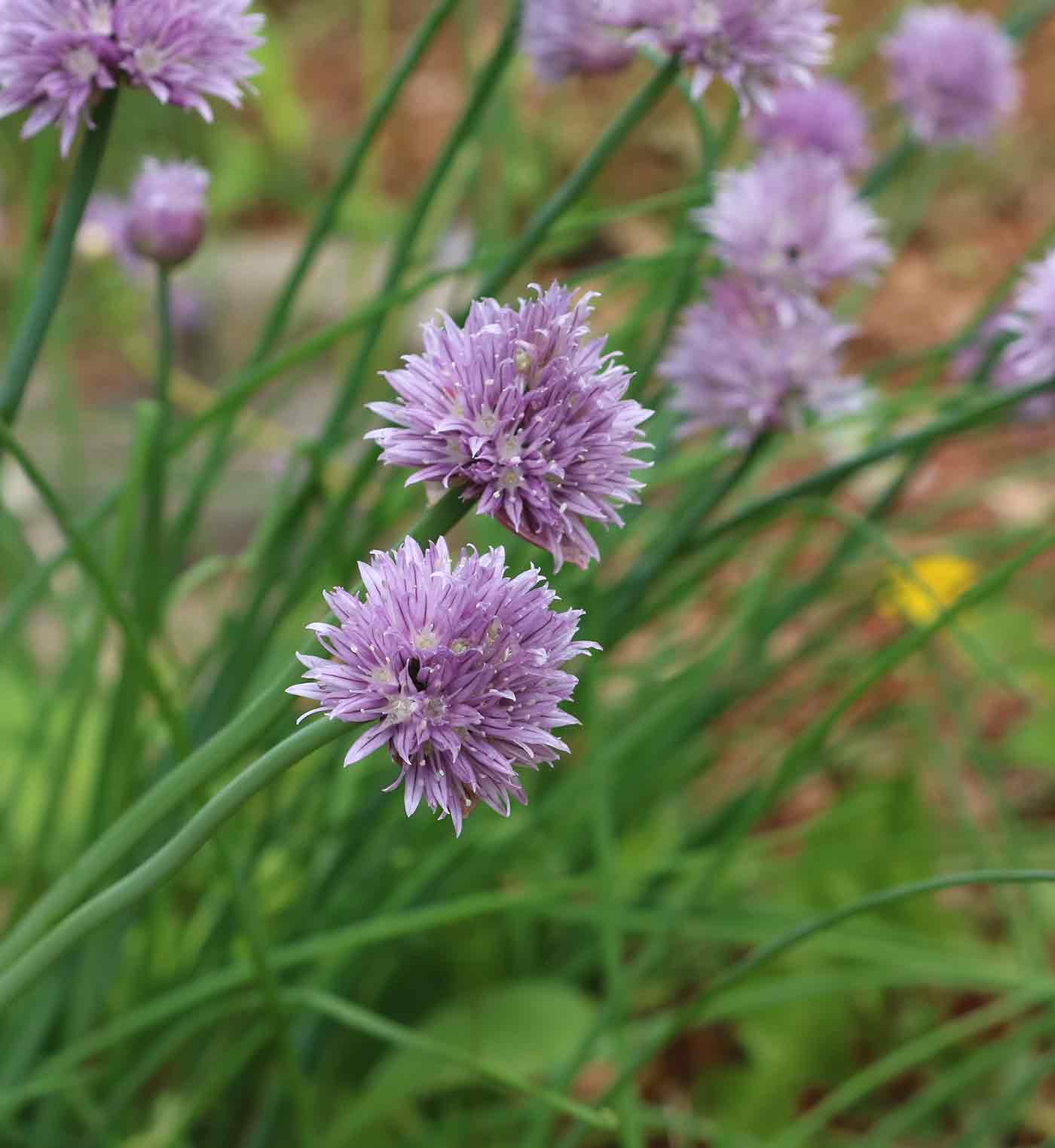 Chives Seeds Planting And Growth Kit