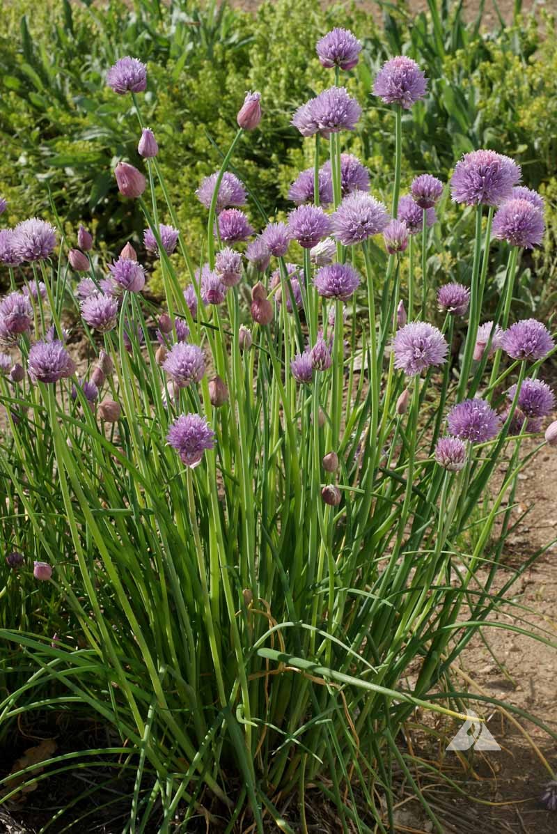 Chive Seedlings Emerging from Soil in Seed Tray