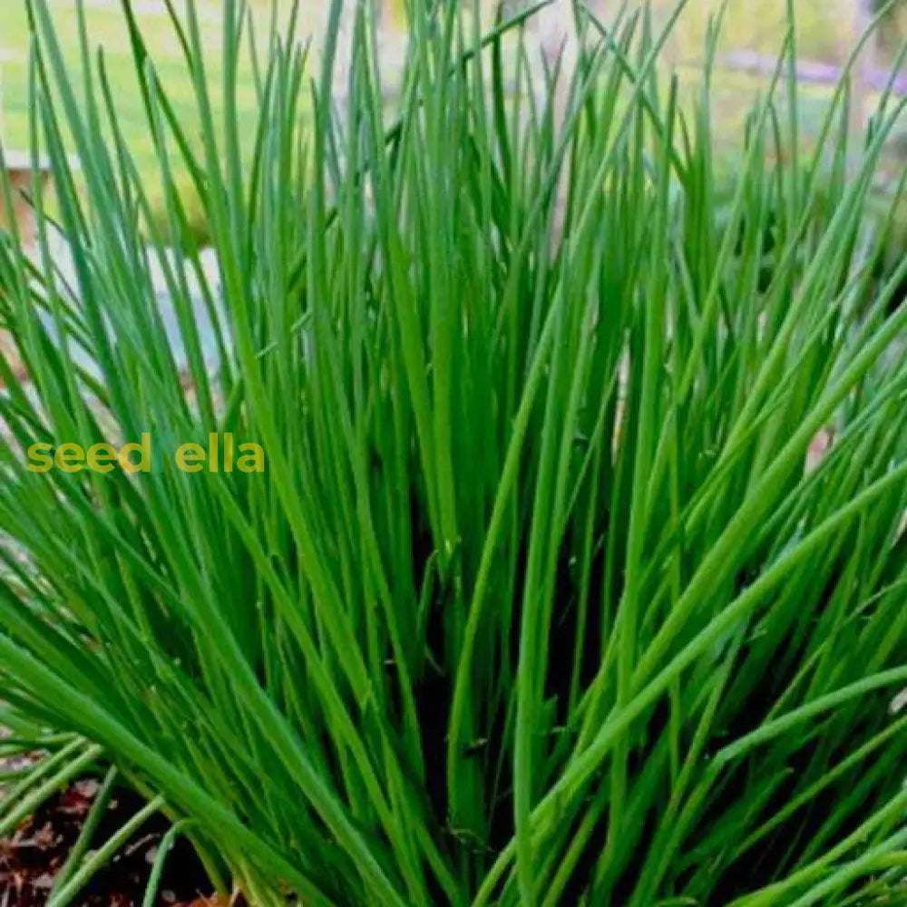 Chive seedlings sprouting in soil
