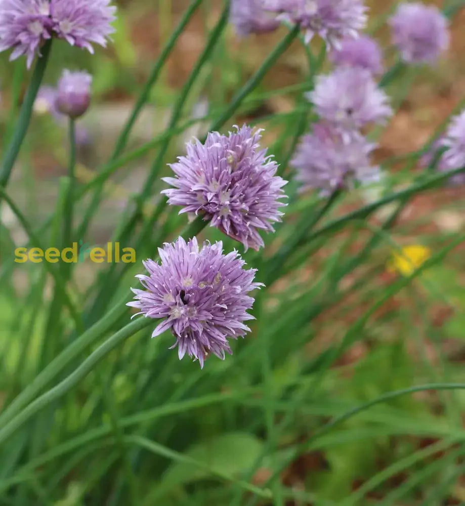 Chives Seeds Planting And Growth Kit