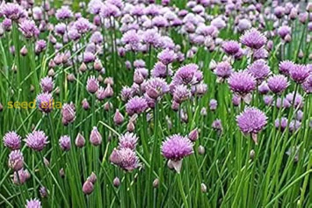 Chives Seeds Planting And Growth Kit