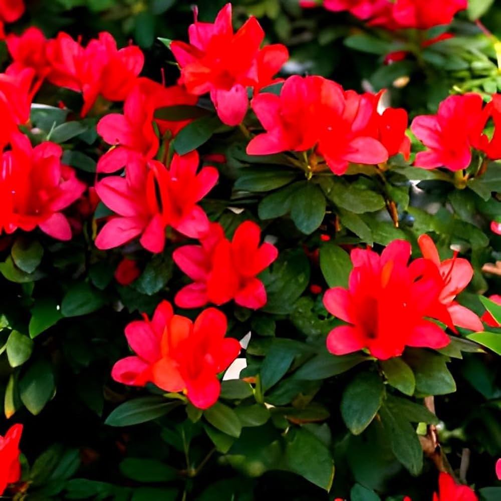 Chocolate Azalea Red Flower Seeds for Planting