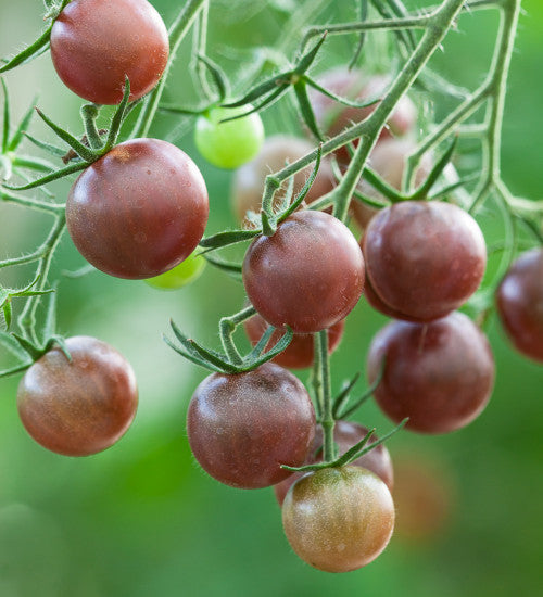 Planting guide for chocolate brown tomato seeds