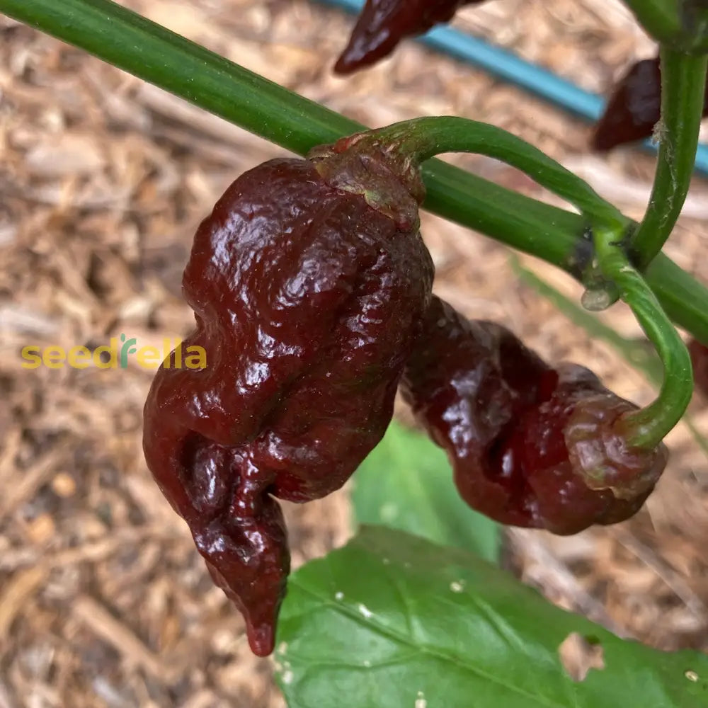 Chocolate Bubblegum tomato seeds for planting