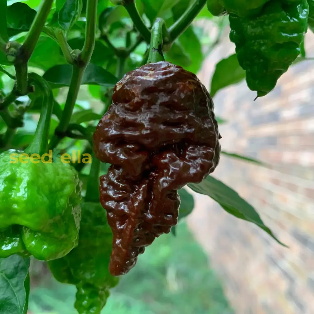 Dark-toned Chocolate Bubblegum tomatoes ripening on the vine