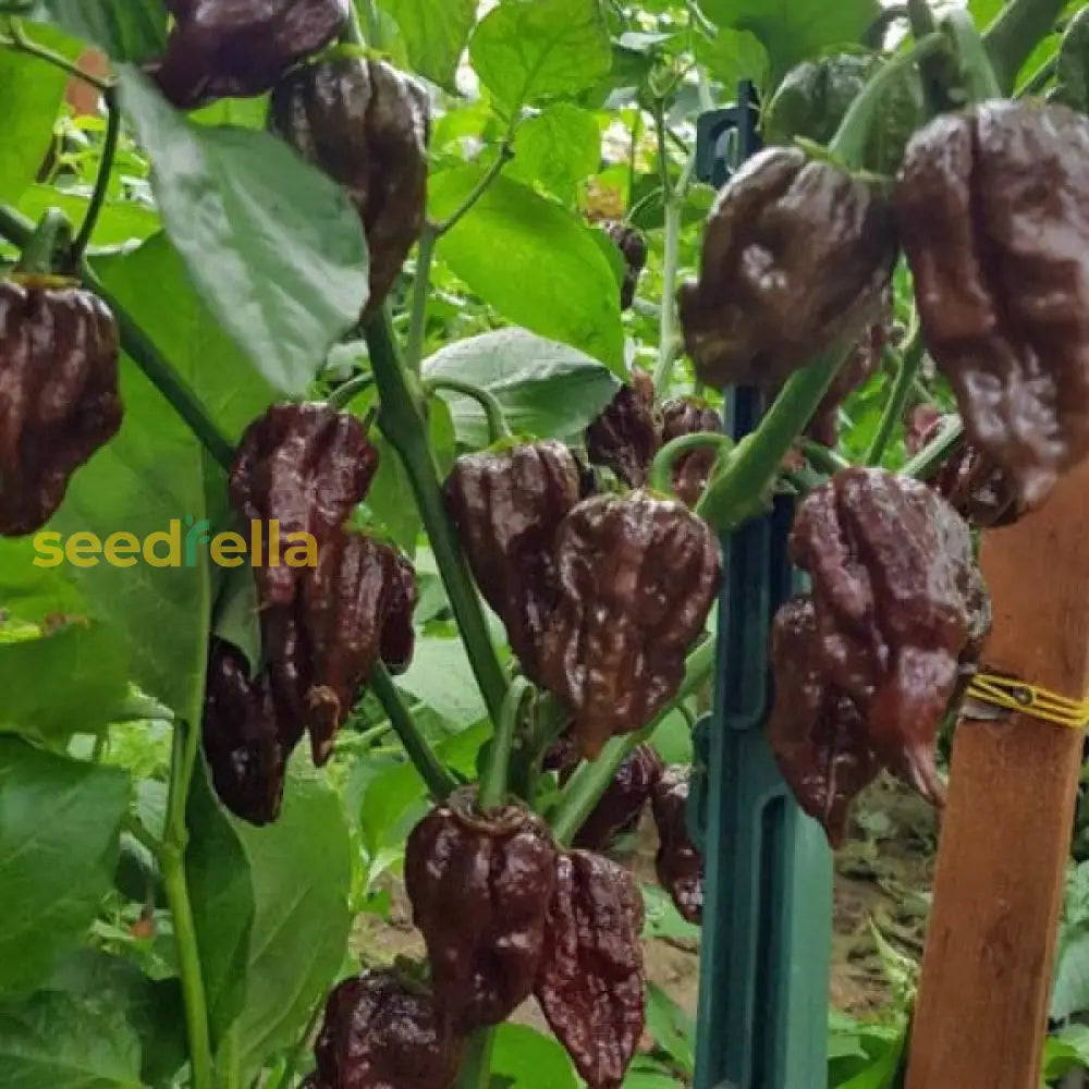 Chocolate Bubblegum Vegetable Seeds For Planting Seeds