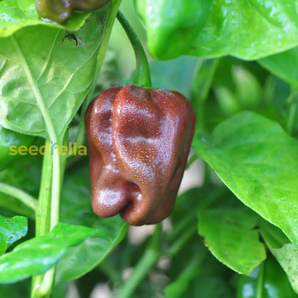 Chocolate Habanero pepper plants in garden