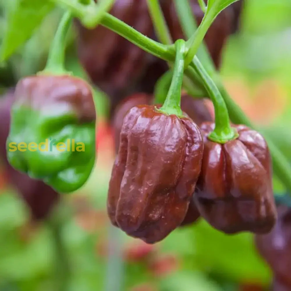 Chocolate Habanero Pepper Seeds For Home Gardening Vegetable Seeds