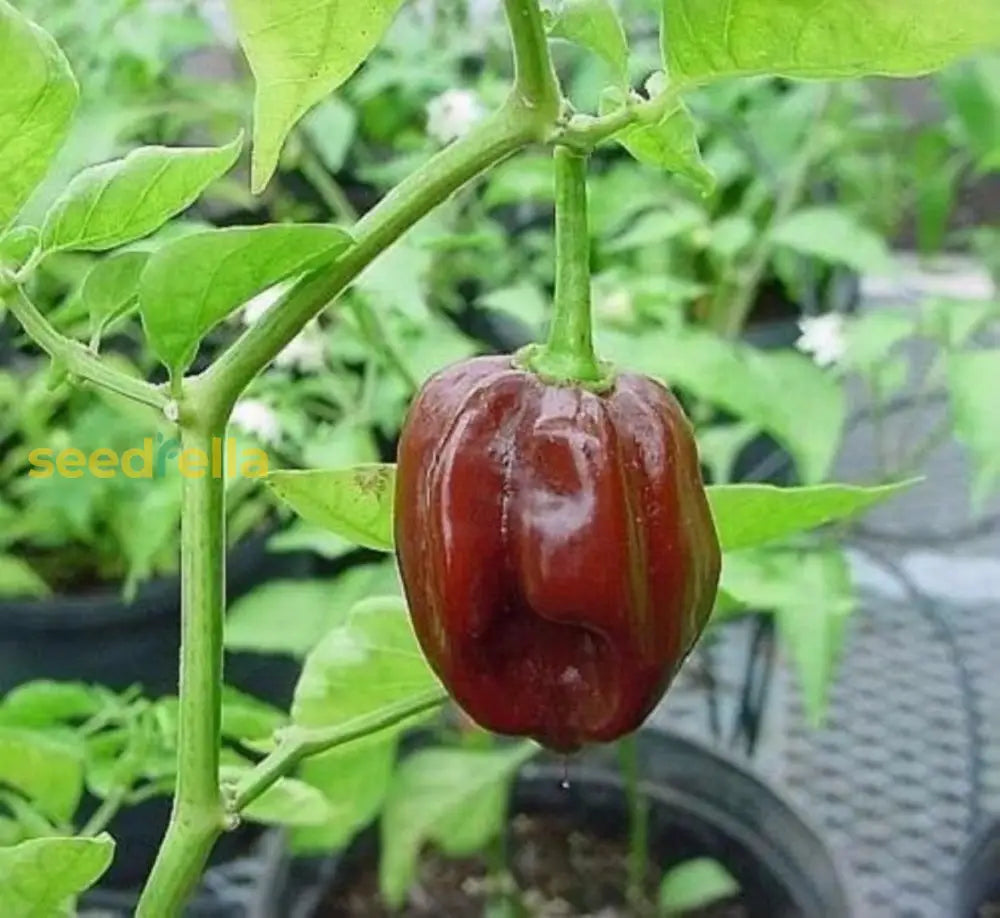Chocolate Habanero pepper seeds for planting non GMO