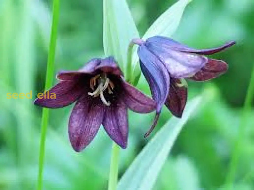 Chocolate Lily Flower Seeds Planting Guide For Lush And Elegant Blooms In Your Garden