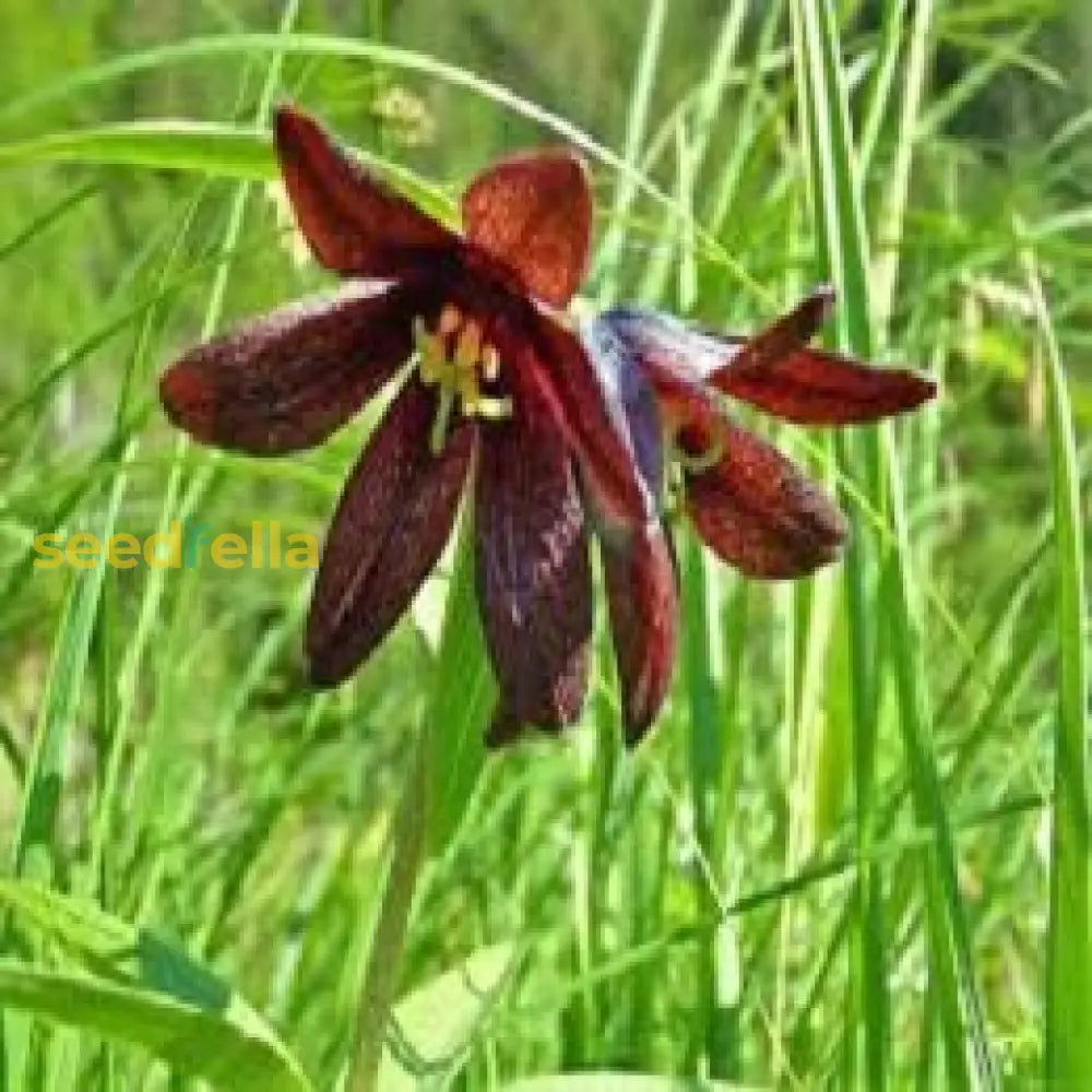 Chocolate Lily Flower Seeds Planting Guide For Lush And Elegant Blooms In Your Garden