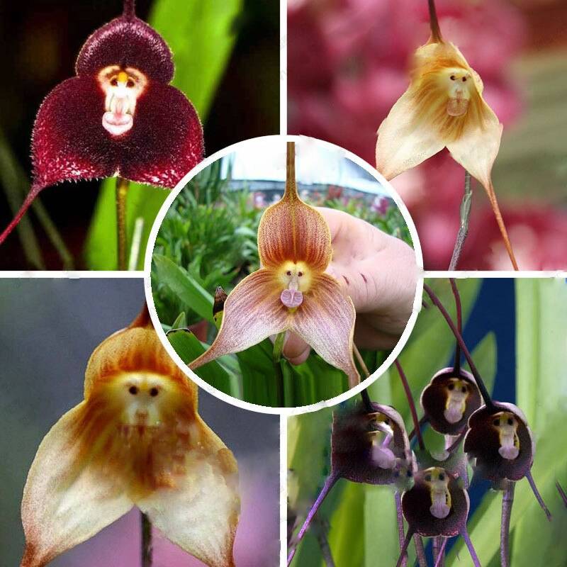 Chocolate Monkey Orchid seeds for low-maintenance indoor planting
