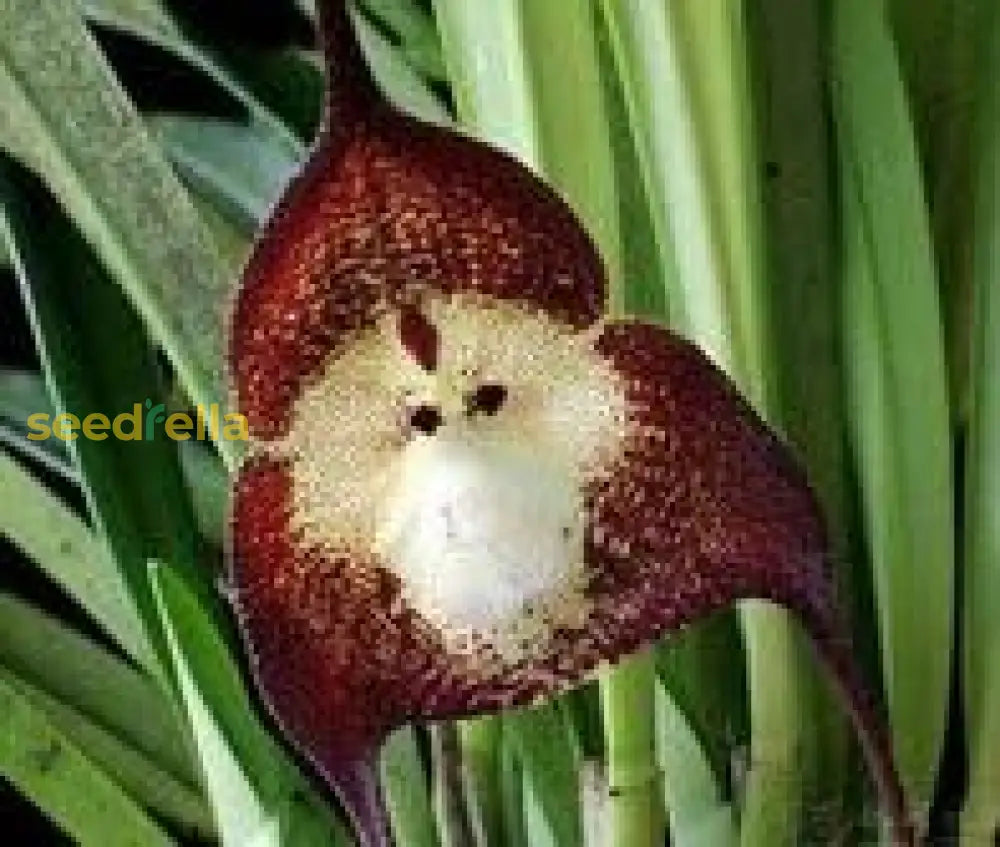 Chocolate Monkey Orchid Seeds For Planting Flower