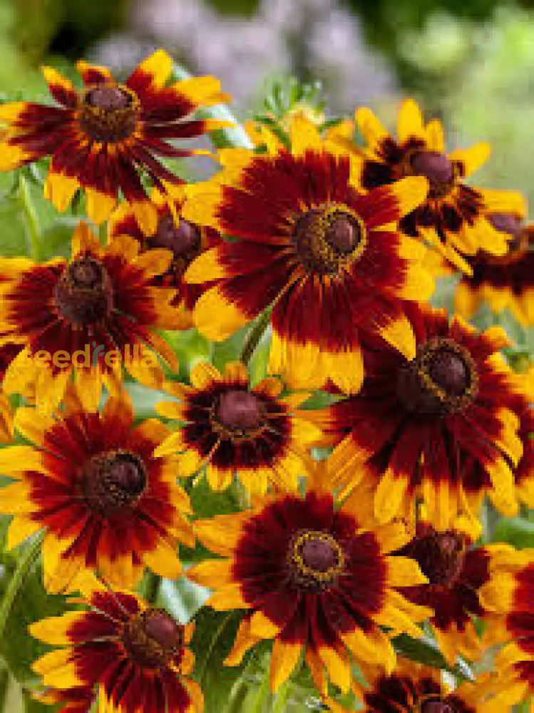 Chocolate Orange Rudbeckia Flower Seeds For Planting  Vibrant Blooms Your Garden