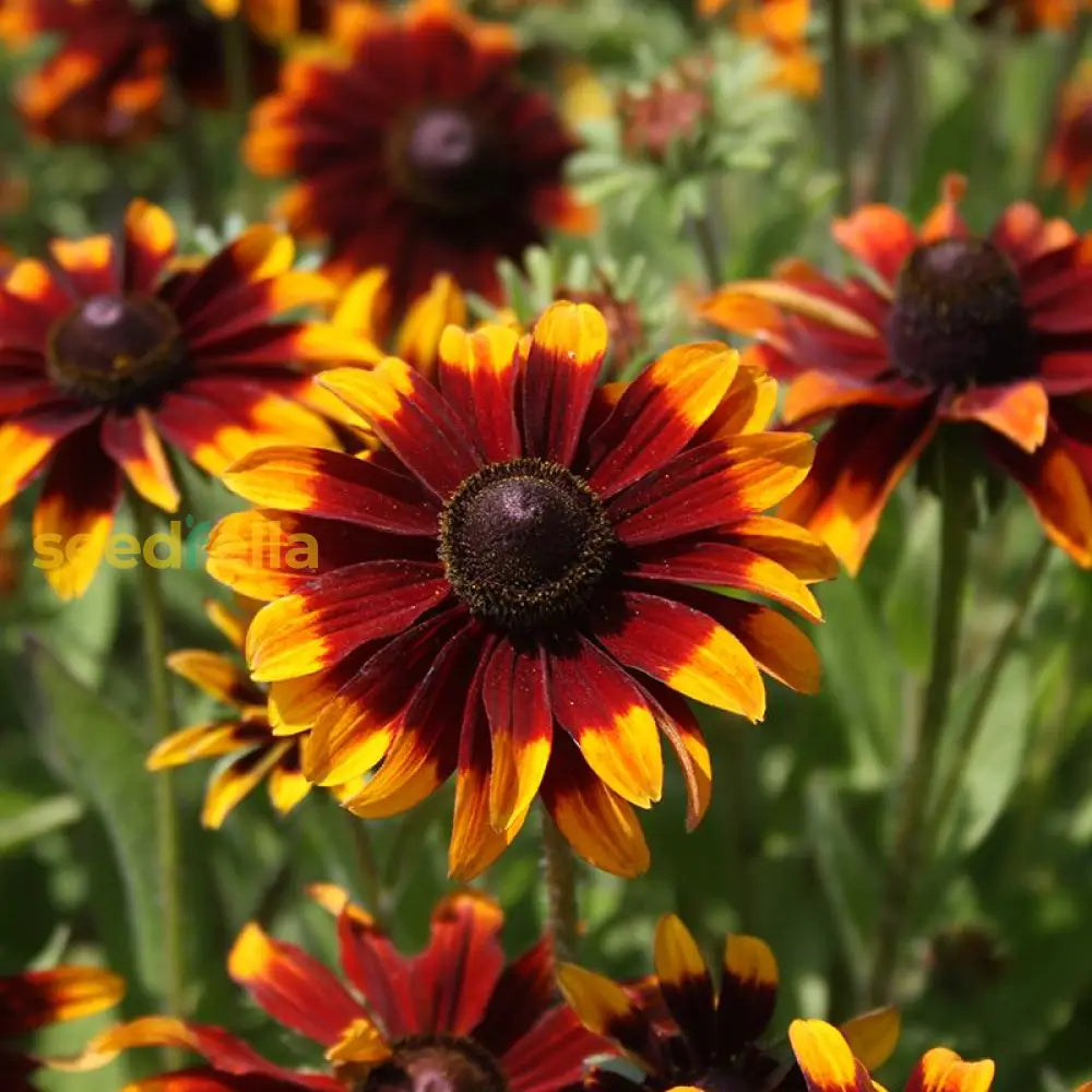 Chocolate Orange Rudbeckia Flower Seeds For Planting  Vibrant Blooms Your Garden