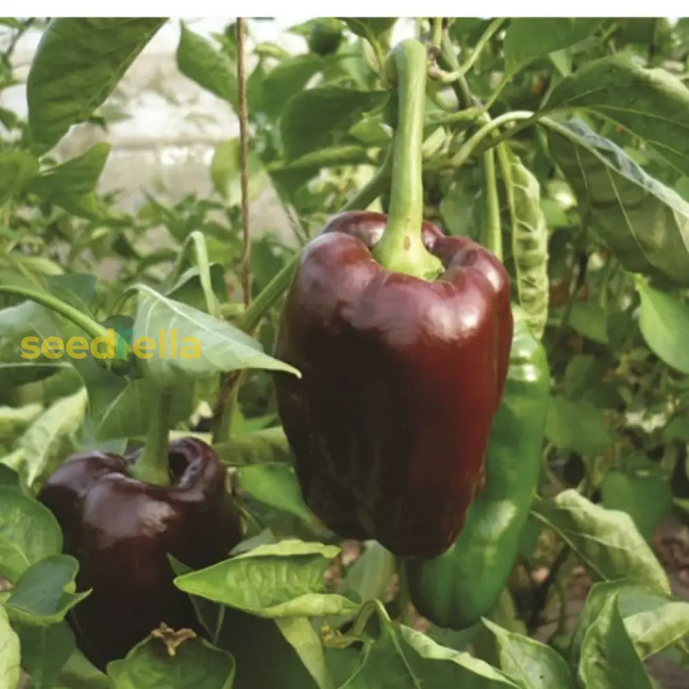 Chocolate pepper seeds for planting in home gardens