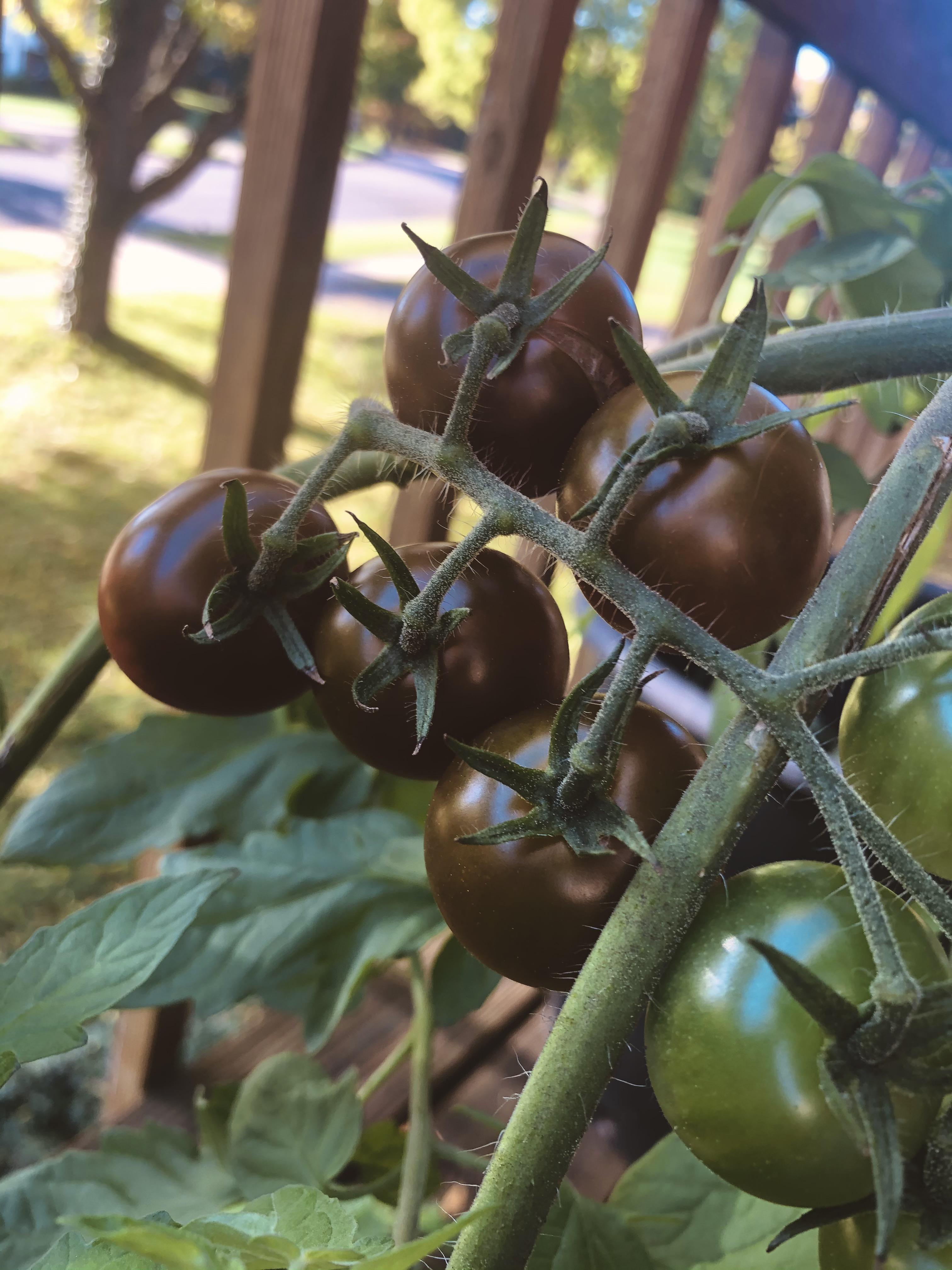 Planting guide for chocolate tomato seeds