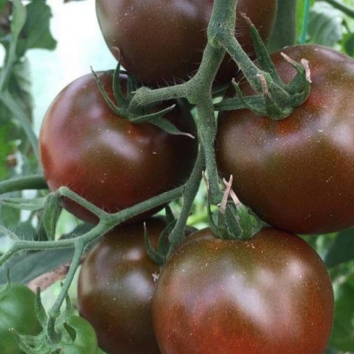 Chocolate tomato seeds for planting