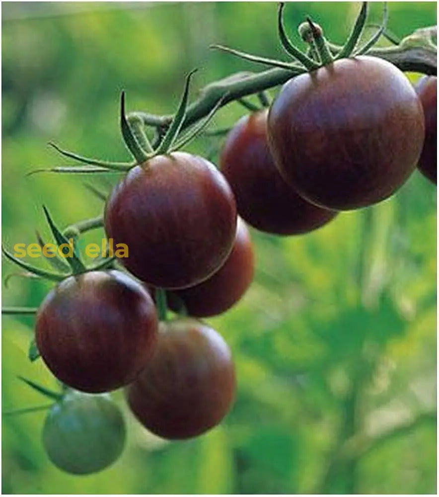 Chocolate-colored tomatoes ripening on the vine