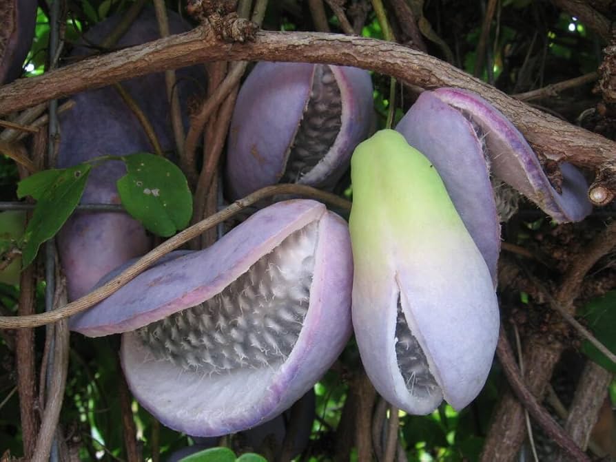 Edible fruit pods of Akebia quinata vine