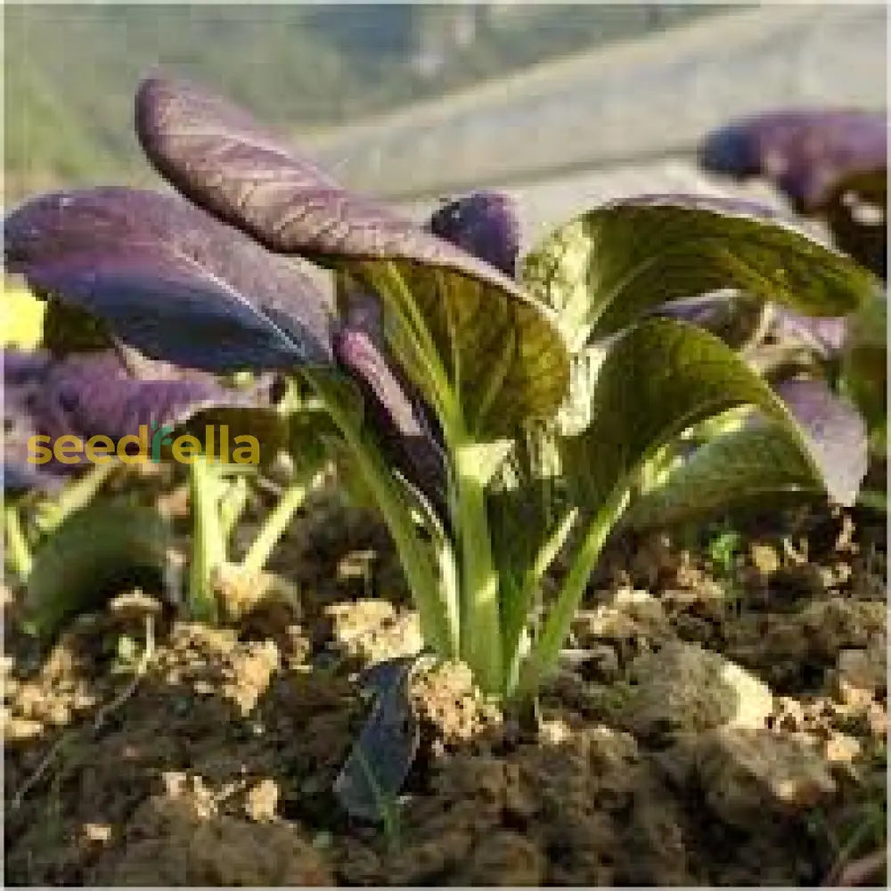 Choi Bok Choy Dark Purple Seeds - Easy Planting For A Vibrant Vegetable Garden Seeds