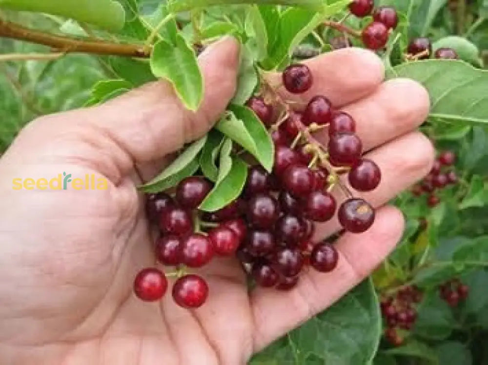 Chokecherry Seeds for Planting Fruit-Bearing Shrubs