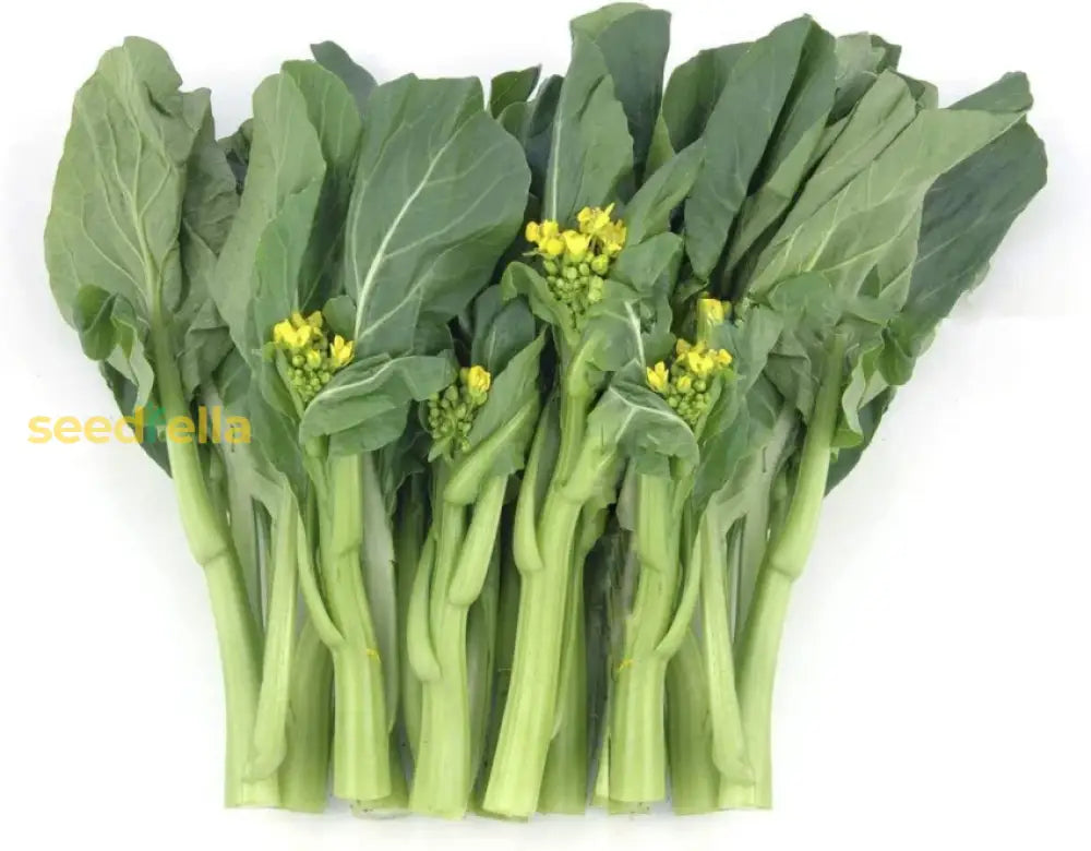 Choy Sum seeds growing guide