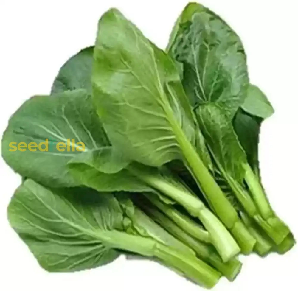 Choy Sum Vegetable Seeds For Quick And Easy Growth Seeds