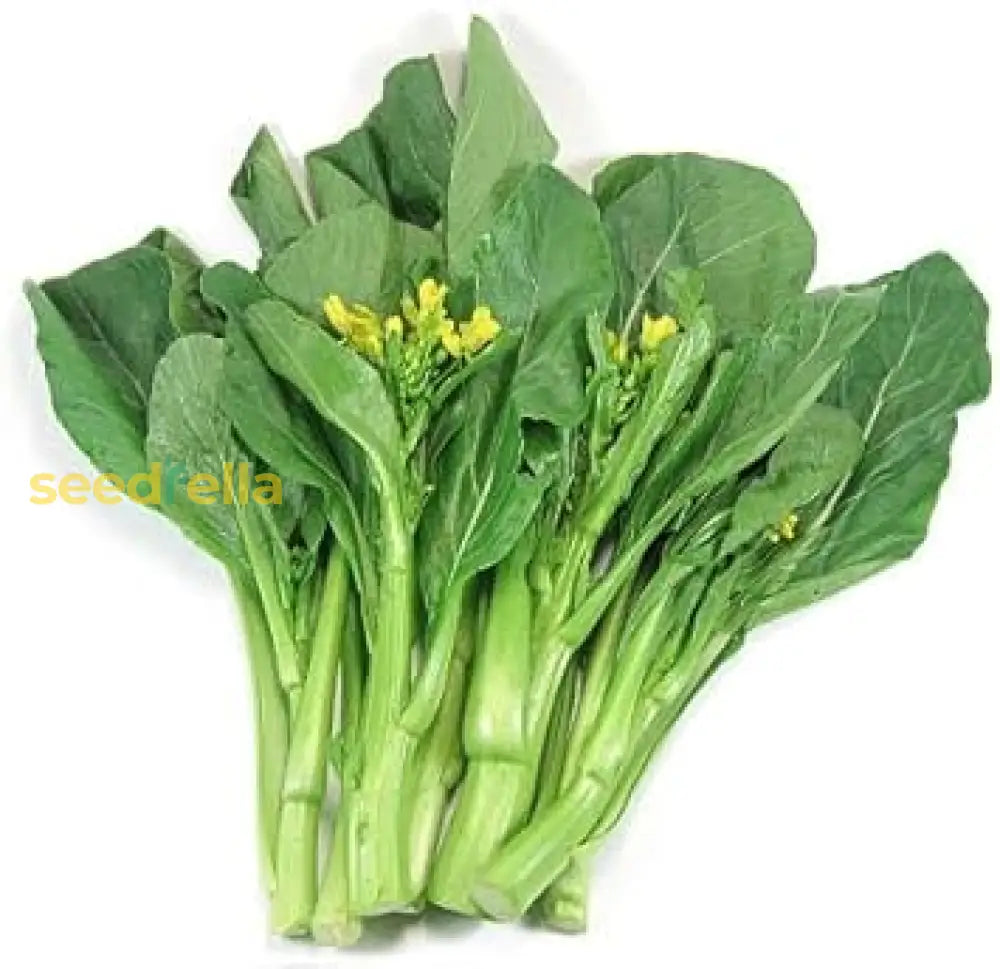 Choy Sum Vegetable Seeds For Quick And Easy Growth Seeds