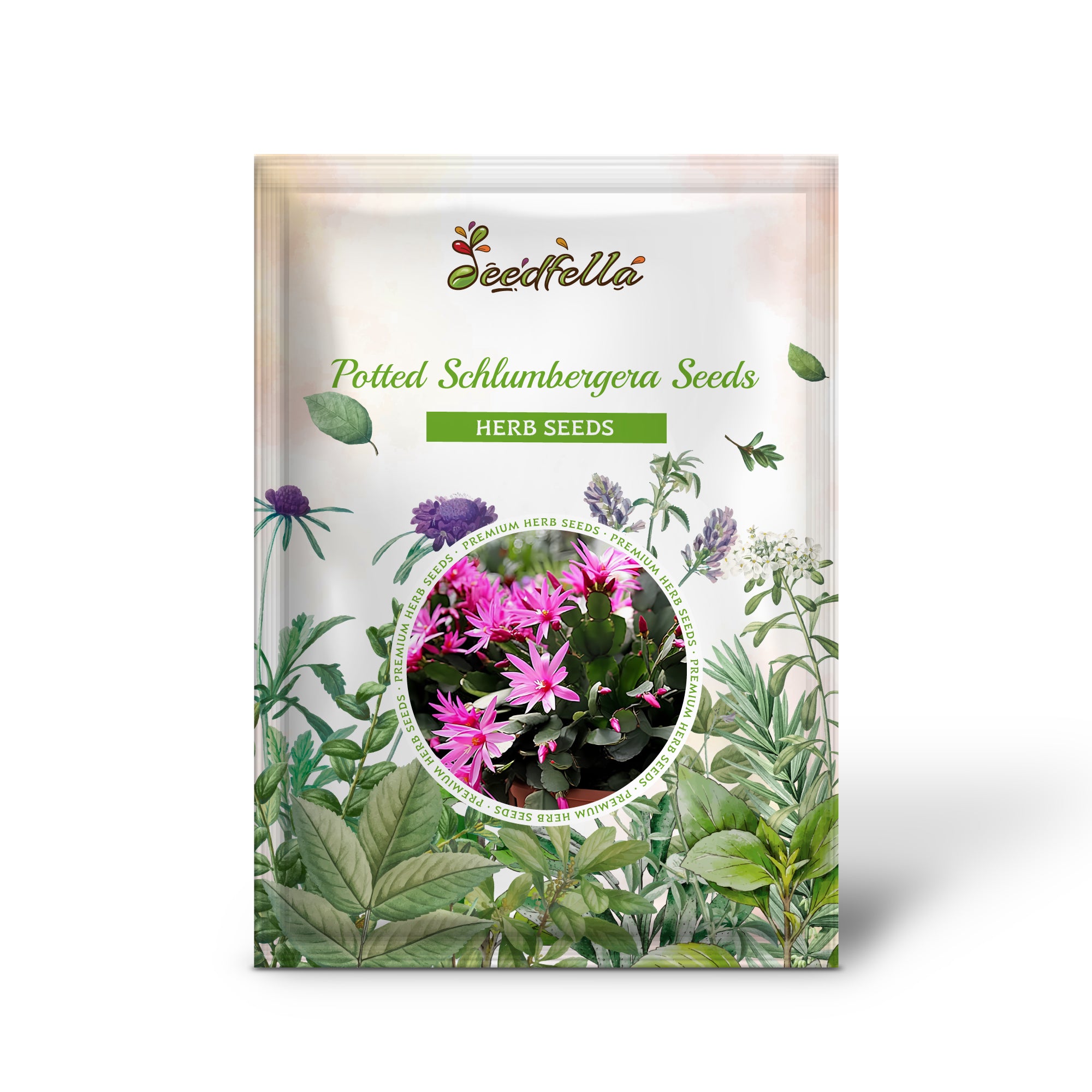 Christmas cactus seedlings growing in pots