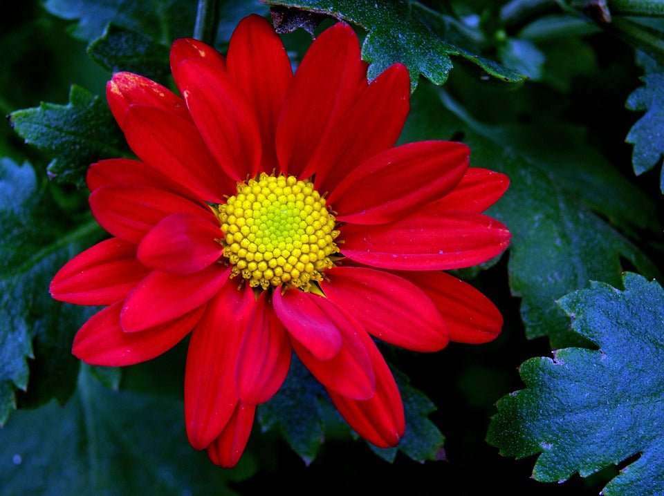 Chrysanthemum Flower seeds for Planting Long Bloom Season Heirloom & GMO Free Seeds for Home Garden 
 
 Sale for planting in home garden