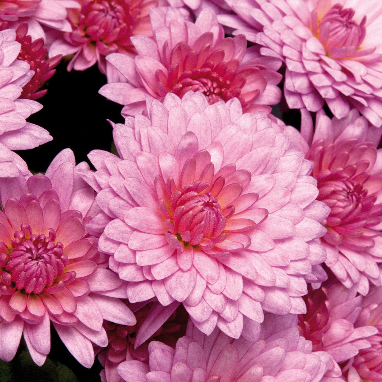 Close-Up of Light Pink Chrysanthemum Flower Petals