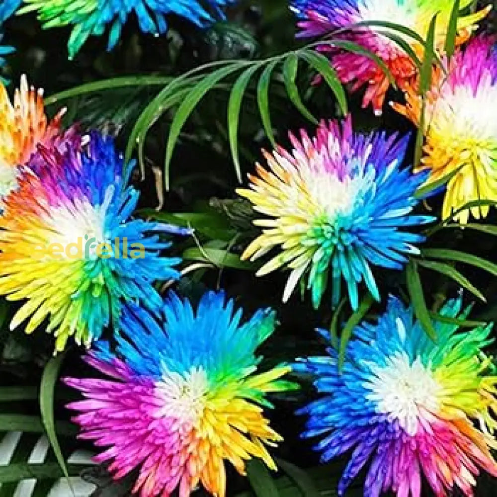 Chrysanthemum Flower Seeds For Gardening & Planting - Beautiful Blooms