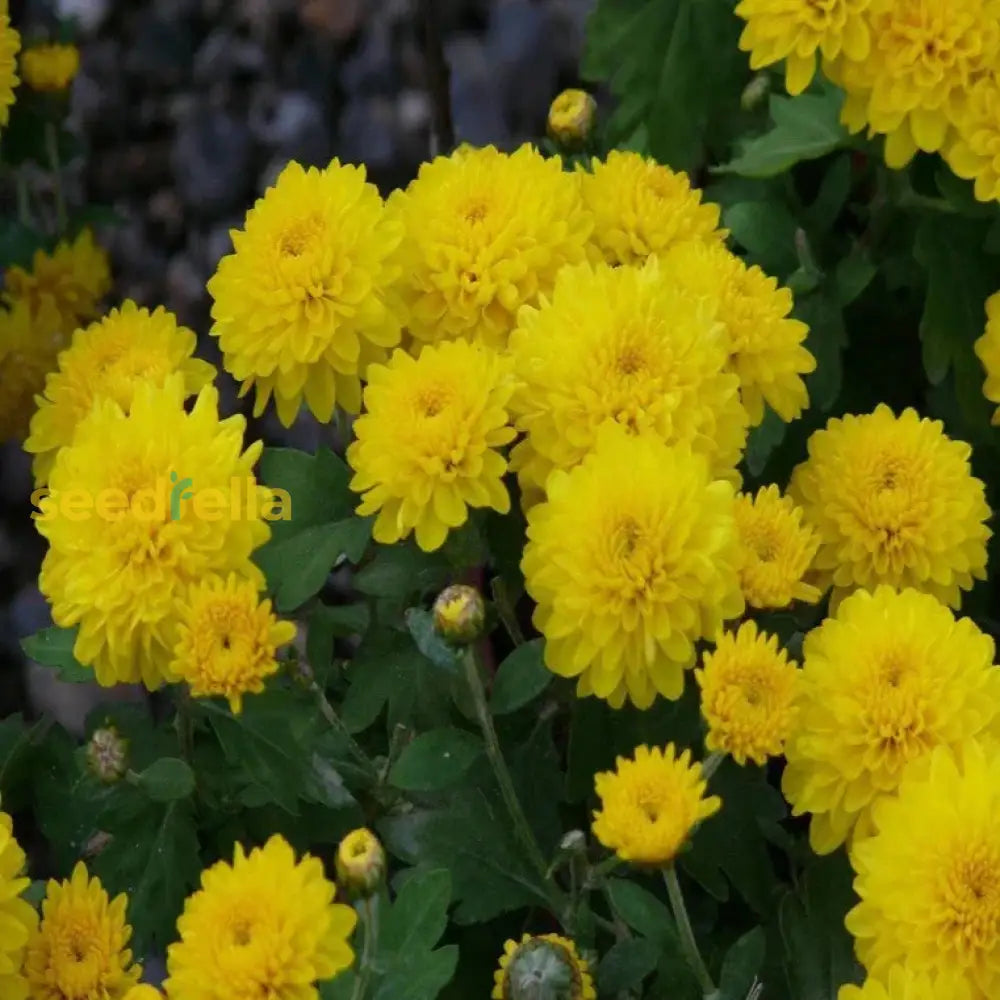 Chrysanthemum Flower Seeds For Planting - Bright Yellow Blooms Gardening & Landscaping