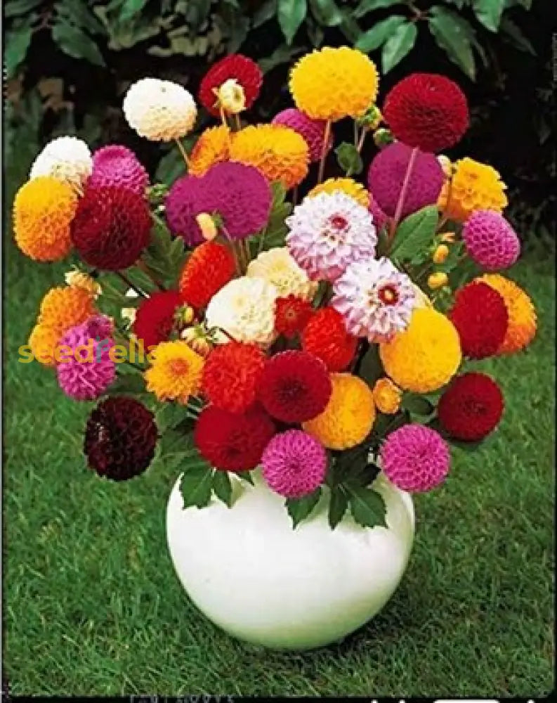 Chrysanthemum Flower Seeds Mixed