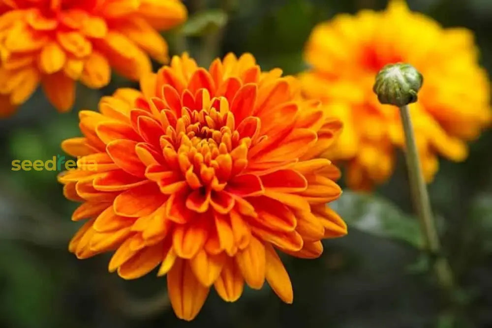 Chrysanthemum Flower Seeds Orange