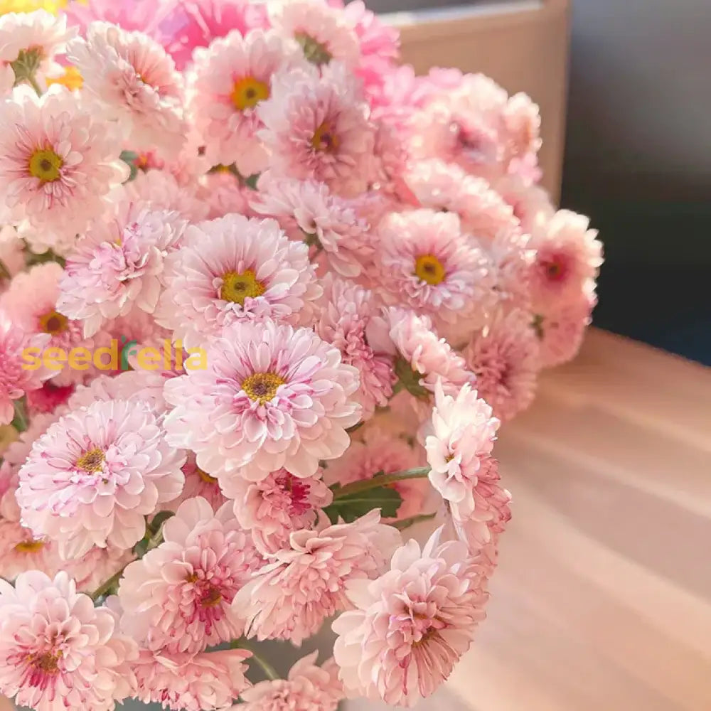 Chrysanthemum Flower Seeds Pink Yellow