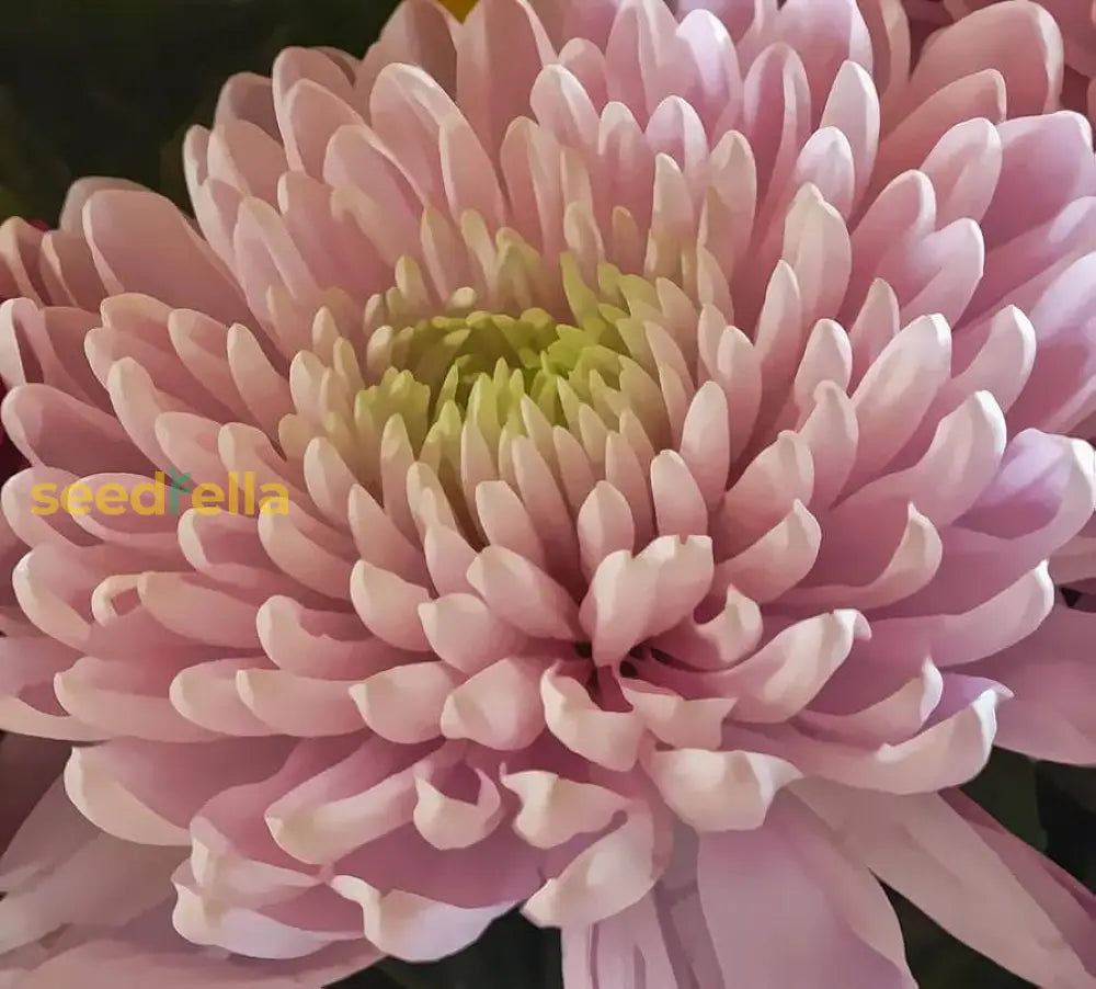 Chrysanthemum Flower Seeds Pink Yellow