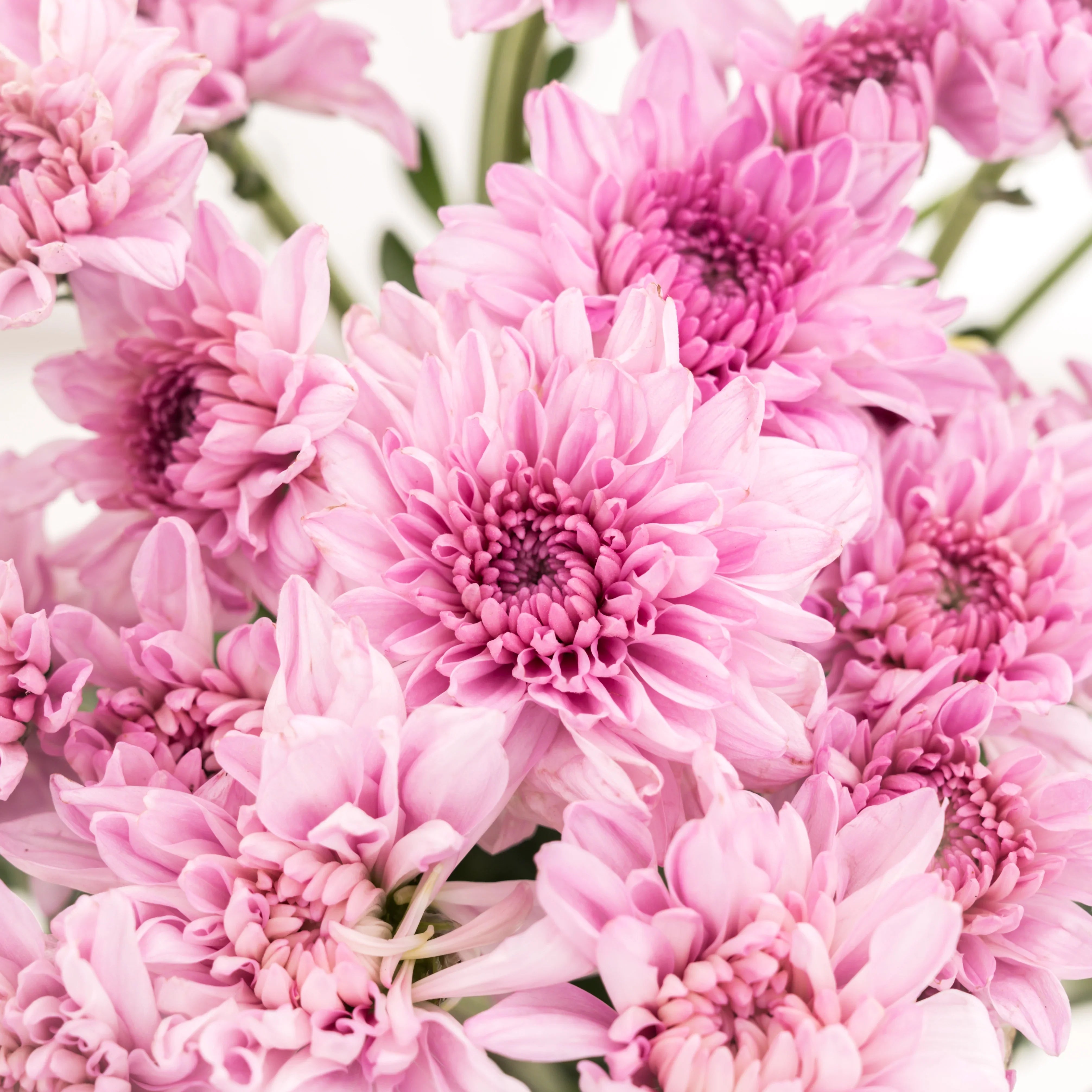 Light Pink Chrysanthemum Flower Seeds for Planting