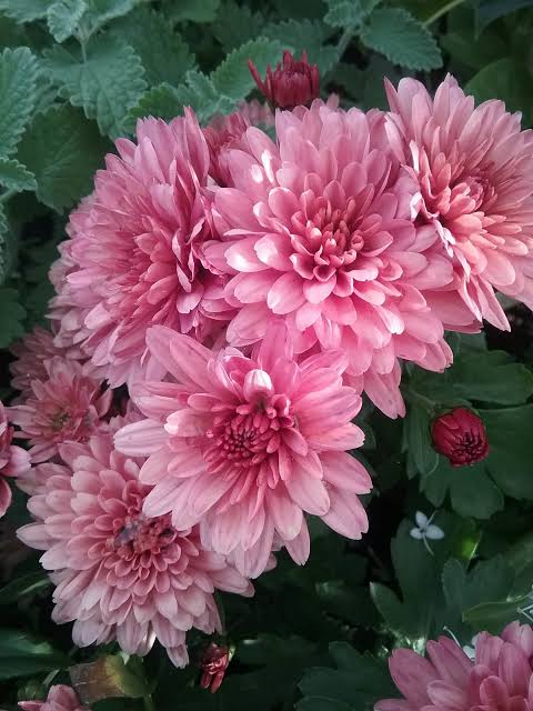 Chrysanthemum Plants with Soft Pink Blooms in a Garden Bed