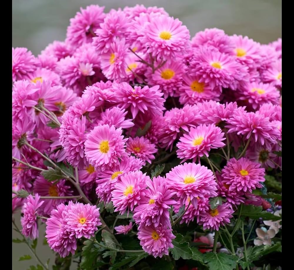 Chrysanthemum flowers blooming in pots
