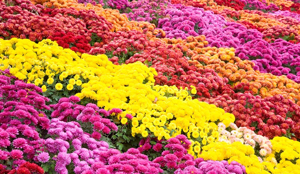 Chrysanthemum Plants Growing in Pots